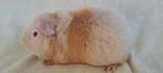 Prachtige US Teddy cavia's, Dieren en Toebehoren, Knaagdieren, Vrouwelijk, Cavia