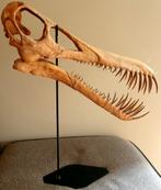 Replica Boreopterus schedel, Verzamelen, Mineralen en Fossielen, Ophalen of Verzenden