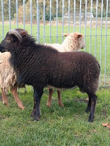 Mooie ram beschikbaar voor biedingen