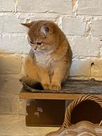 Brits kort en langharige kittens, Dieren en Toebehoren, Meerdere dieren, Gechipt, 0 tot 2 jaar