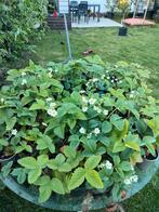Pine- en Bubble Berry (witte aardbei), Tuin en Terras, Planten | Tuinplanten, Ophalen