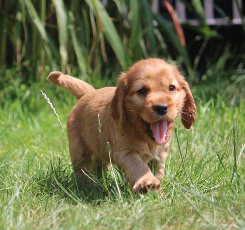 Engelse Cocker, Dieren en Toebehoren, Honden | Retrievers, Spaniëls en Waterhonden, Teef, Spaniël, Fokker | Professioneel, Meerdere