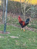 Twee jonge hanen, Dieren en Toebehoren