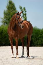 Elite IBOP PROK dressuur fokmerrie, Dieren en Toebehoren, Paarden, Merrie, Gechipt, M, Dressuurpaard