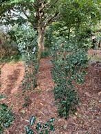Hulst 1,3m/1,5m/1,7m, meermaals verplant/gesnoeid, kies uit, Tuin en Terras, Planten | Struiken en Hagen, Ophalen, Hulst, Struik