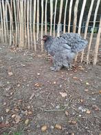 Brahma blauwe hen, Dieren en Toebehoren, Pluimvee, Vrouwelijk, Kip