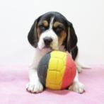 Beagle - Belgisch pups te koop, België, Beagle, Handelaar, CDV (hondenziekte)