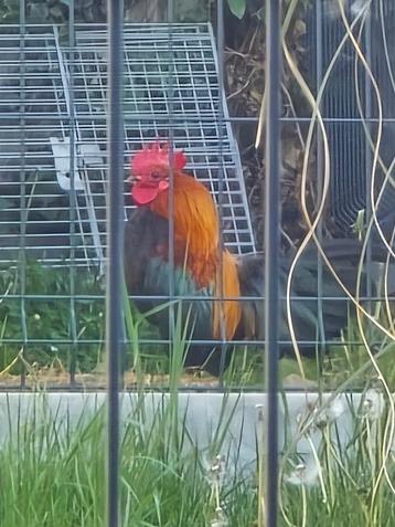Magnifique coq Serama