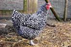 Mechelse koekoek hanen en hennen, Dieren en Toebehoren, Pluimvee, Meerdere dieren, Kip