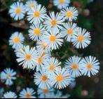 Aster ou Solidagos hautes tiges vivaces 1,50€ ou 10 pour 12€, Tuin en Terras, Ophalen of Verzenden