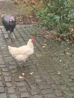 Poule de Bresse, Dieren en Toebehoren, Vrouwelijk, Kip