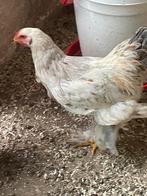 Brahma haan zalm kleur, Dieren en Toebehoren, Mannelijk, Kip