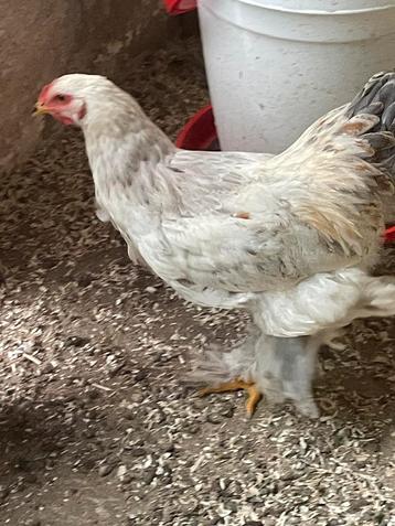 Brahma haan zalm kleur beschikbaar voor biedingen