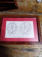 Rariteitenkabinet, mooi kader voor de tweelingfoetussen, Verzenden