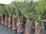 Winterharde palmboom trachycarpus fortunei, Tuin en Terras, Planten | Bomen, Lente, 100 tot 250 cm, Palmboom, Ophalen
