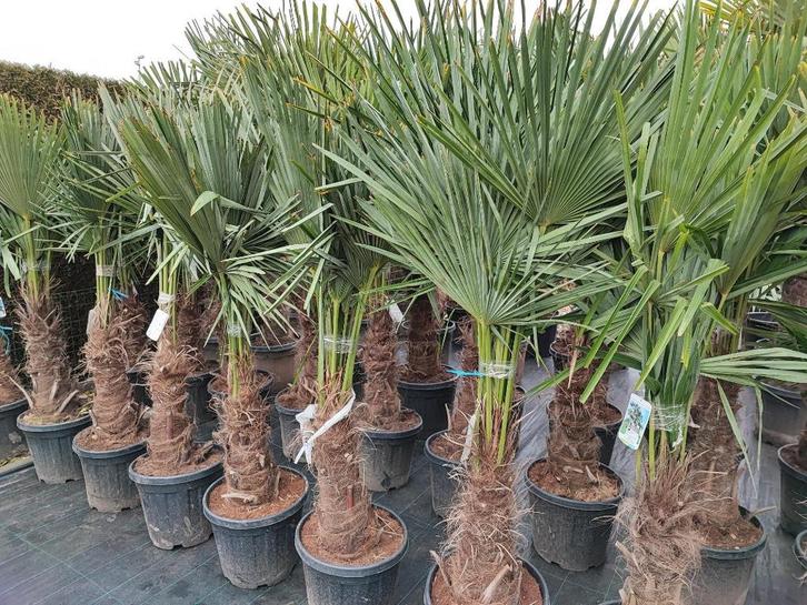 Winterharde palmboom trachycarpus fortunei, Tuin en Terras, Planten | Bomen, Palmboom, 100 tot 250 cm, Volle zon, Lente, In pot