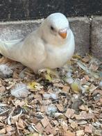 Jonge grasparkietjes, Dieren en Toebehoren, Tam