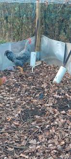 Haan, Dieren en Toebehoren, Mannelijk, Kip