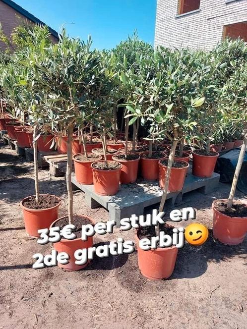 Olijfbomen nu al aan lente koopjes, Tuin en Terras, Planten | Bomen, Lente, Ophalen of Verzenden