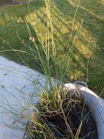 Scheutjes vijver/waterplant. Kronkelend pitrus, Tuin en Terras, Ophalen, Nieuw