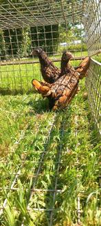 Sebright hennen kippen, Dieren en Toebehoren