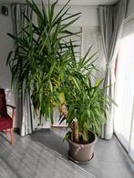 Yucca 2,5 m, Ophalen, 200 cm of meer, Halfschaduw, In pot