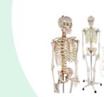 Anatomie skelet levensgroot op wieltjes 180 cm, Diversen, Schoolbenodigdheden, Ophalen, Zo goed als nieuw