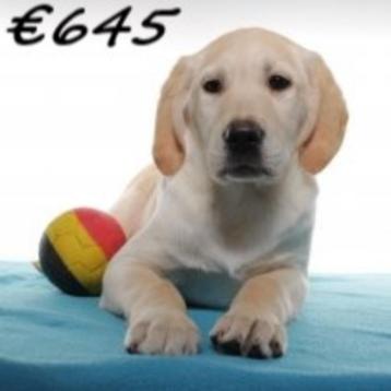 Labrador X Golden (mâle) chiot à vendre (belge), Commerçant, Chien (mâle), Autres races, Belgique