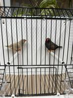 Koppel grijs Charcoal x split Charcoal pastel zebravinken, Animaux & Accessoires, Bagué