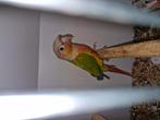 Conure molinea, Dieren en Toebehoren, Vogels | Parkieten en Papegaaien, Mannelijk