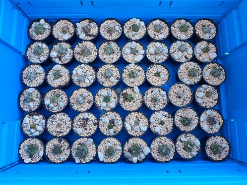 astrophytum cactussen cactus, Huis en Inrichting, Kamerplanten, Cactus, Minder dan 100 cm, Bloeiende kamerplant, Volle zon, In pot
