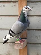 Kweekdoffer FOND (Milos/Romee), Dieren en Toebehoren, Mannelijk, Postduif