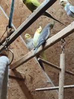 Valkparkieten, jonge valkparkieten van dit jaar 5 st,, Dieren en Toebehoren