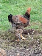 Brahma goudpatrijs, jonge haantjes, Dieren en Toebehoren, Pluimvee