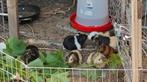Cavia beertjes te koop Vlaams Brabant., Dieren en Toebehoren, Knaagdieren en Konijnen | Hokken en Kooien, Ophalen, Cavia