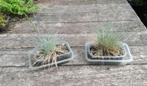 Festuca glauca (blauw schapengras of zwenkgras), Ophalen, Zomer