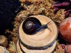Ufo slakken tekoop, Dieren en Toebehoren, Insecten en Spinnen