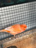 Kanarie man van 25, Dieren en Toebehoren, Vogels | Kanaries, Mannelijk, Kleurkanarie