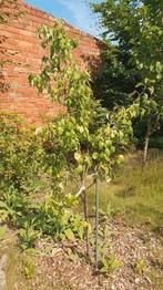 Conference perenboom/Pyrus comm. 1m80, Tuin en Terras, Ophalen