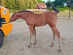 Merrieveulen v. Aganix du Seigneur, Dieren en Toebehoren, Paarden, Merrie