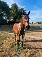 Fijne merrie, Dieren en Toebehoren, Paarden, Springpaard, B, 3 tot 6 jaar, 160 tot 165 cm