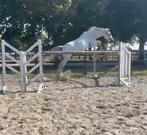 Bomproof 9 jarige bwp ruin, Dieren en Toebehoren, Springpaard, Gechipt, Ruin, 7 tot 10 jaar