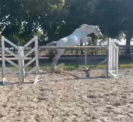 Bomproof 9 jarige bwp ruin, Dieren en Toebehoren, Paarden, Ruin, 160 tot 165 cm, 7 tot 10 jaar, Springpaard, Met stamboom, Gechipt