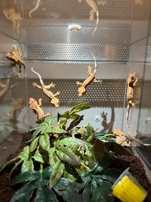 Wimpergekkogekko 10 cm 8 stuks geslacht nog onbekend, Dieren en Toebehoren, Reptielen en Amfibieën | Toebehoren, Ophalen
