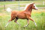 Mooi Welsh A merrieveulen, Dieren en Toebehoren, Pony's, Merrie, Gechipt, 0 tot 2 jaar