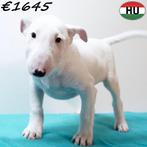 Bull Terriër standaard ups te koop (reuen), Dieren en Toebehoren, Honden | Jack Russells en Terriërs, Bull Terriër, 15 weken tot 1 jaar