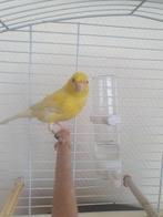 Canari jaune 2024 + cage