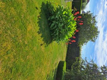 Rode Canna's, Tuin en Terras, Planten | Tuinplanten, Ophalen