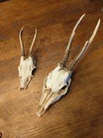 Herten schedel 2 stuks, Verzamelen, Dierenverzamelingen, Ophalen, Schedel