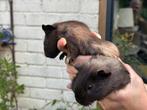 Gratis caviaatjes, Dieren en Toebehoren, Knaagdieren, Mannelijk, Cavia